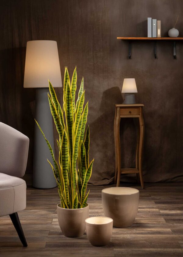 Vista frontale della pianta intera in vaso - Sanseveria con foglie alte e variegate in un vaso decorativo