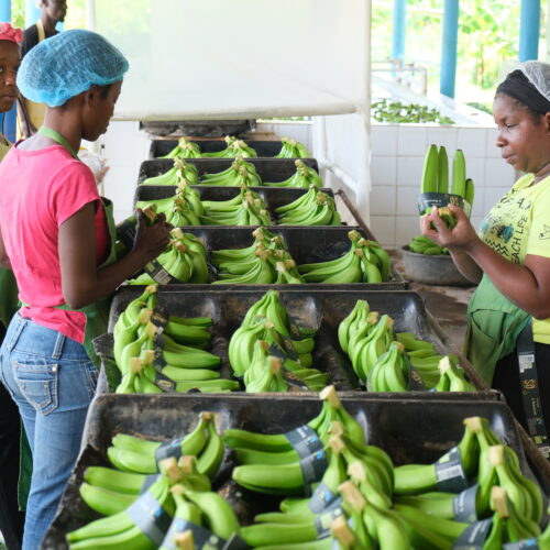 Biodiversitätsfreundliche Produktion von Bananen und Ananas