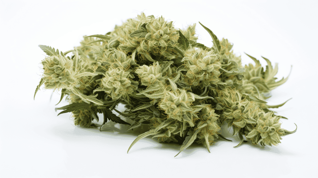 Hell on Wheels Strain Hell on Wheels Strain on a white background