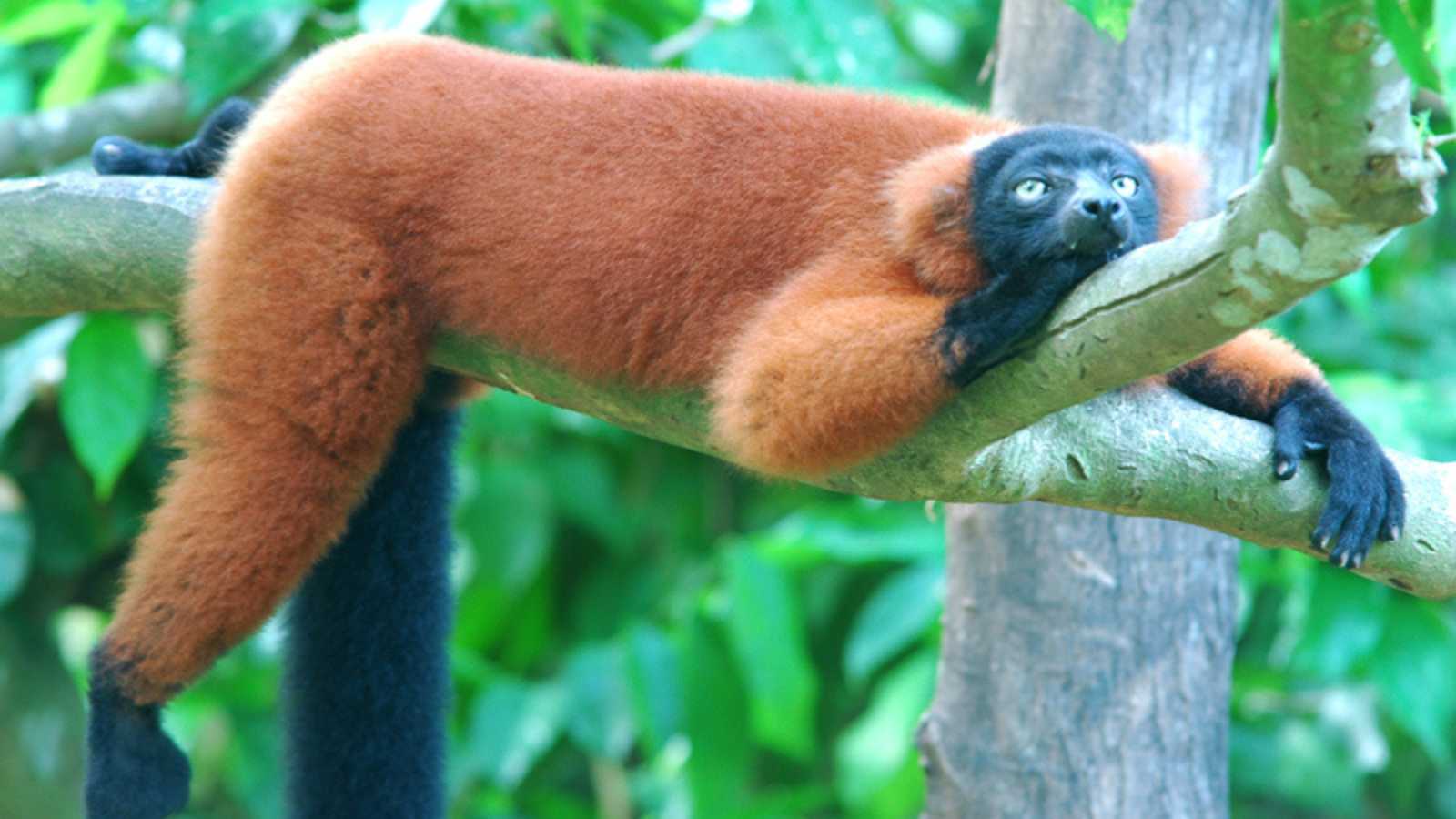 10 Wild Animals That Are Just Too Wholesome for This World