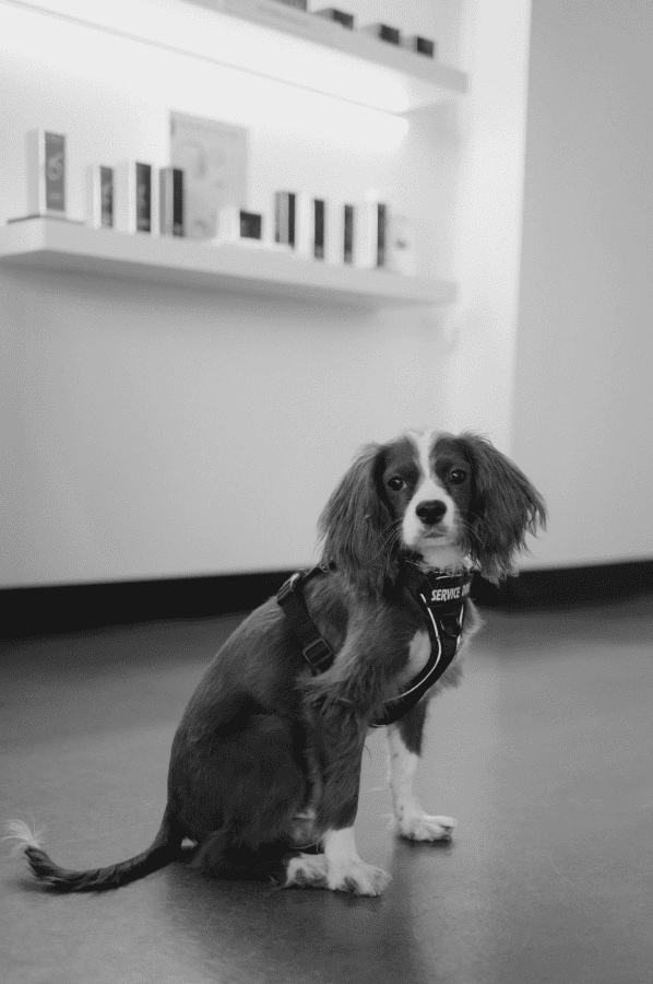 Service dog sitting in modern room