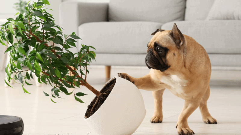 In-home dog training naughty dog behavior– go anywhere dog®, minneapolis, edina, eden prairie, bloomington, richfield, minnetonka, shakopee, savage, prior lake, hopkins, chanhassen, chaska, excelsior, mound orono, long lake, deephaven, wayzata, st louis park, plymouth, golden valley