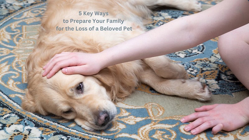 Person Petting an Older Dog who is Laying on a blue and cream patterned Rug / 5 Key Ways to Prepare Your Family for the Loss of a Beloved Pet