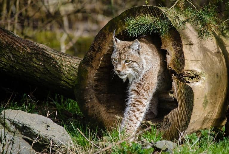 Povestile Ewei: Cap. 8. Jderul, Bursucii si Lupul Alb gokid linx