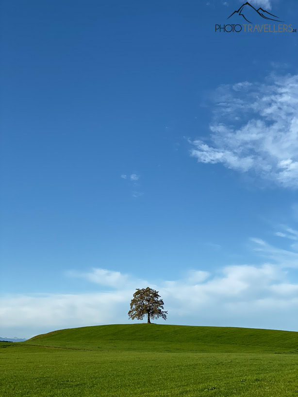 Ein einzelner Baum auf einer grünen Wiese mit blauem Himmel