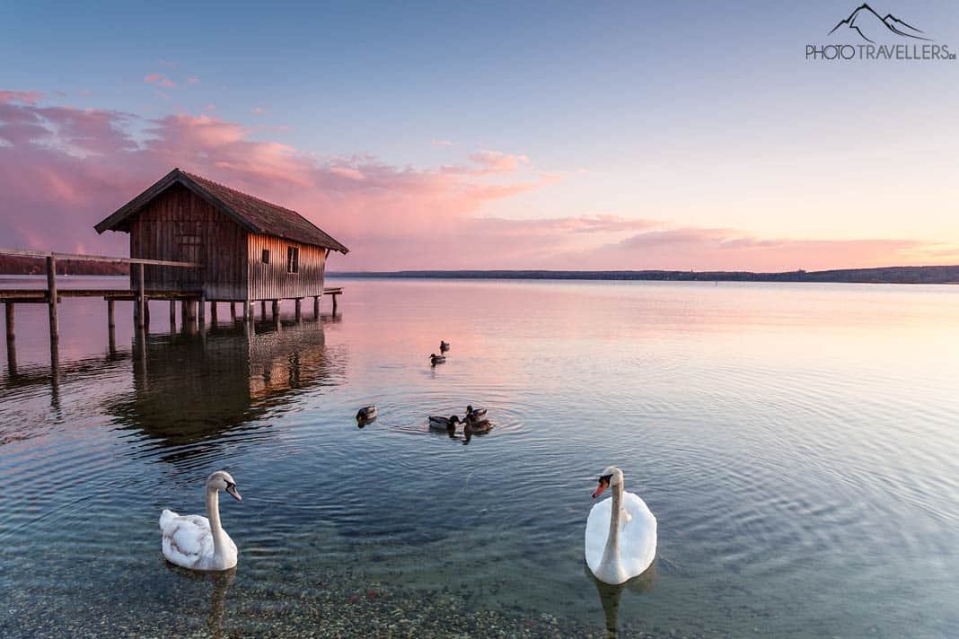 Schwäne auf dem Ammersee