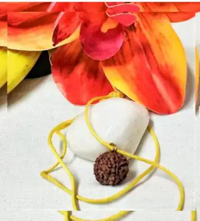 5 Mukhi Rudraksha