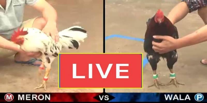 Các thể loại đá gà K8BET phổ biến, thú vị