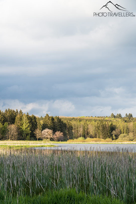 Der Jungferweiher ist ein bekanntes Vogel-Biotop