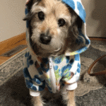 Penny, a dog from eden prairie, after training with go anywhere dog