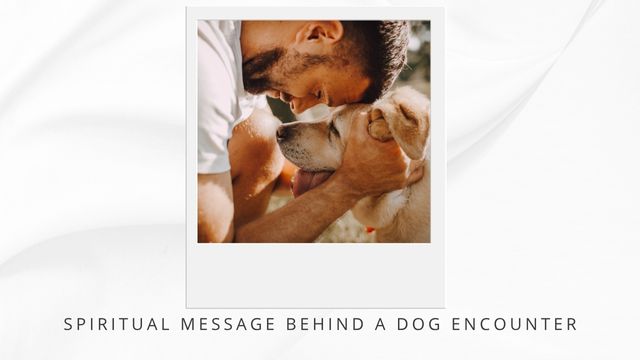 SPIRITUAL MEANING OF A DOG CROSSING YOUR PATH OR SEEING A WHITE DOG 5 spiritual message behind a dog encounter
