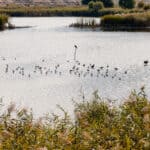 Parcul Natural Vacaresti pasari delta Parcul Natural Vacaresti pasari delta