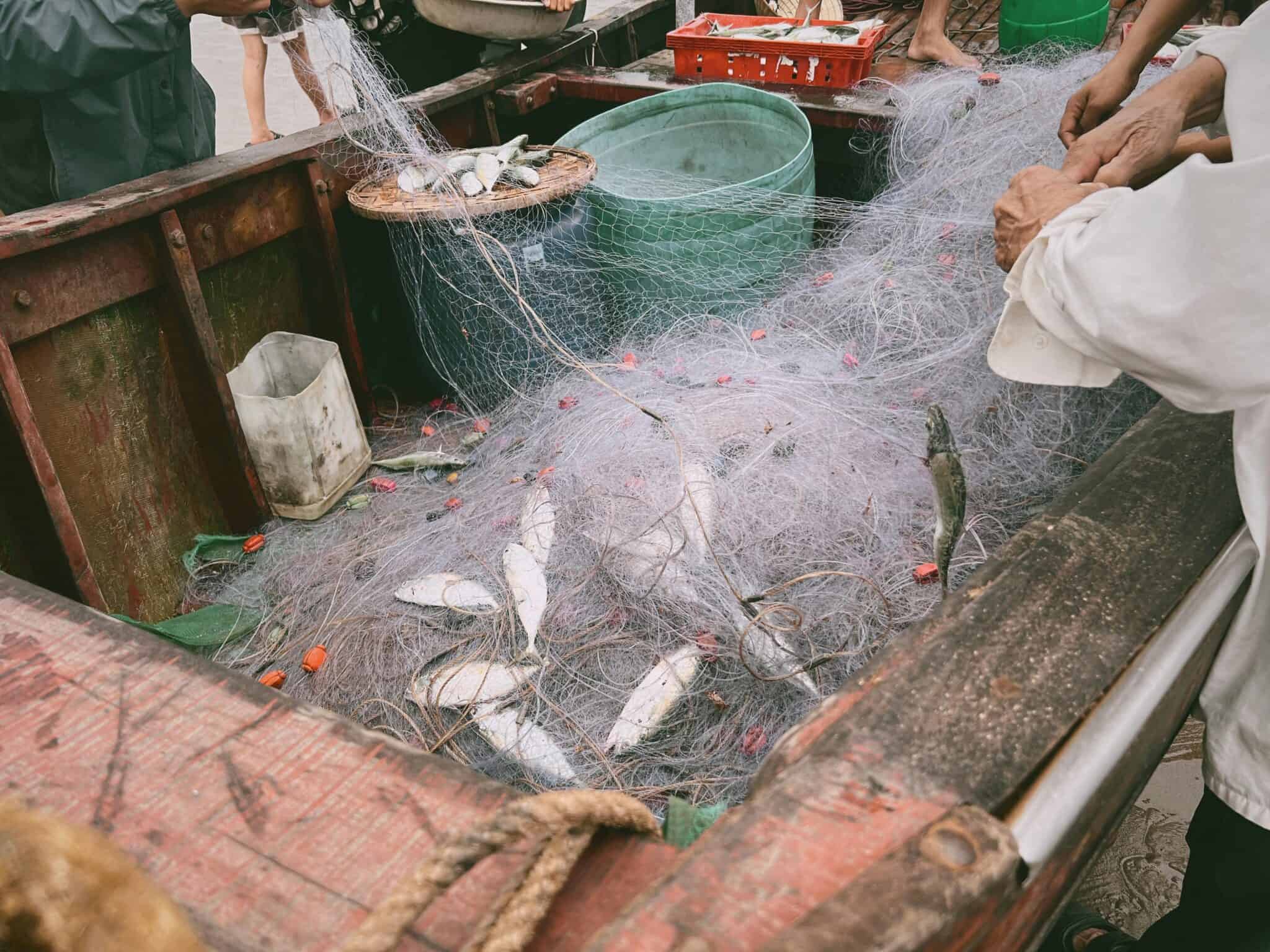 外籍移工|端午將至 防檢局籲勿違規攜帶、郵寄肉品 外來人口無法當場繳納罰鍰 將拒絕入境 捕魚作業中的漁民在船上捕撈魚群,展示海上漁業的實際操作與捕撈技術。.