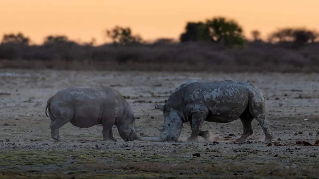 Rare Encounter - White Rhino vs Black Rhino White rhino and black rhino facing off on a Kalahari pan at Khamab Kalahari Reserve.