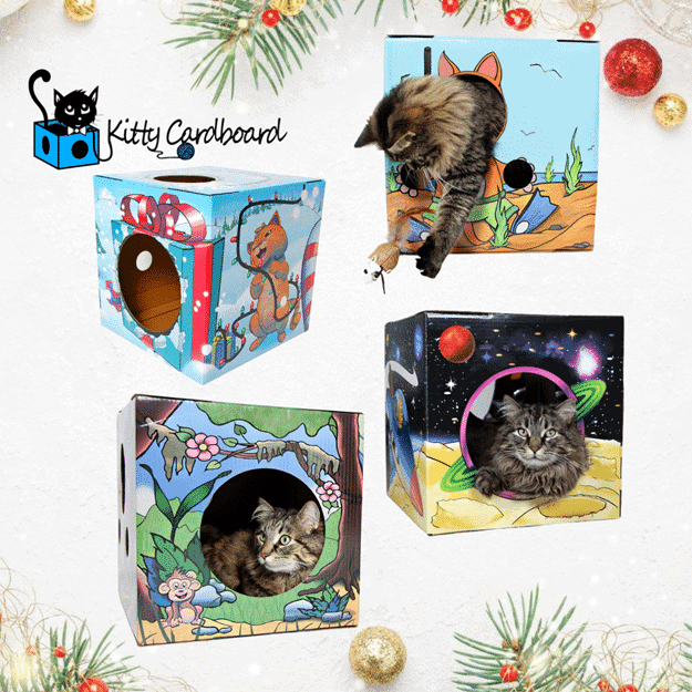 Kitty Cardboard