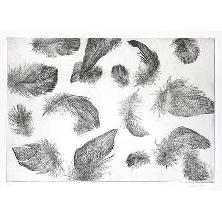 C3158 Floating Wigeon Feathers 2/12 – John Douglas Piper