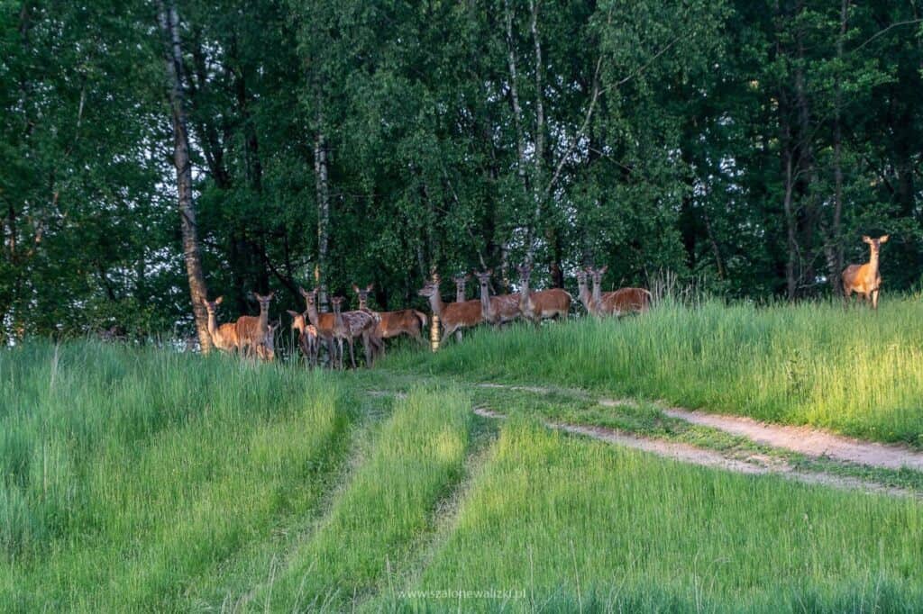 mazurskie safari