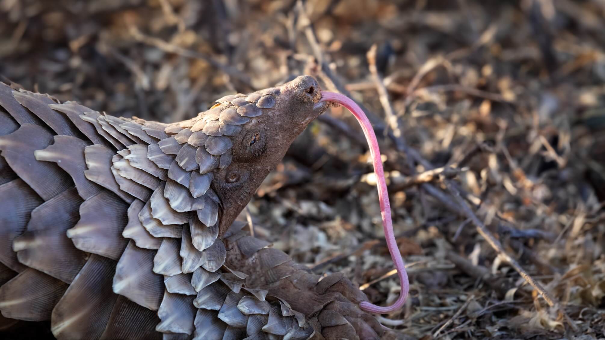 ground-pangolin-yawning-kalahari A Temminck's Ground Pangolin yawning by tasting the air in Khamab Kalahari Reserve
