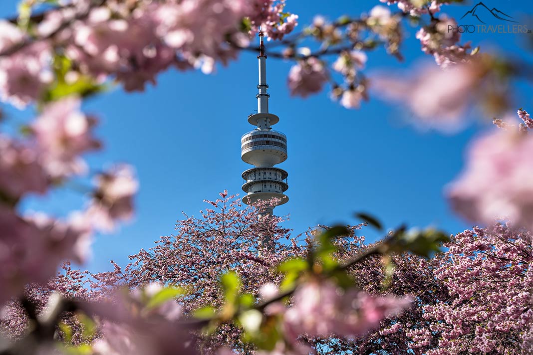 Blick durch rosa Kirschblüten auf den Olympiaturm, München