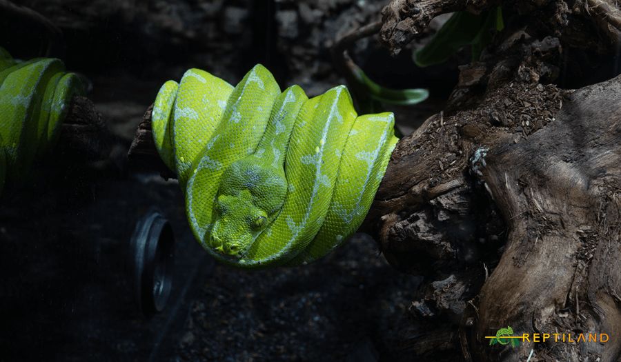 idei de activitati pentru copii bucuresti (7) reptiland