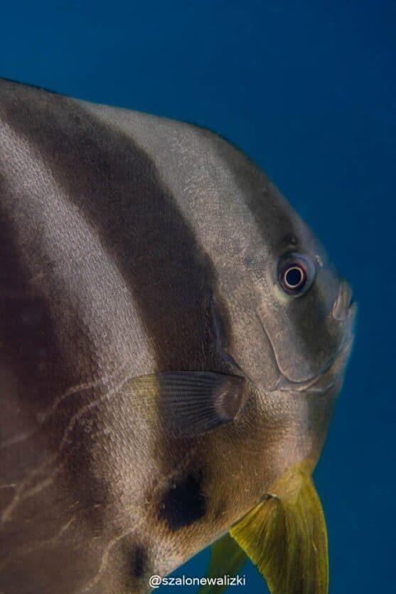 nurkowanie na thulusdoo