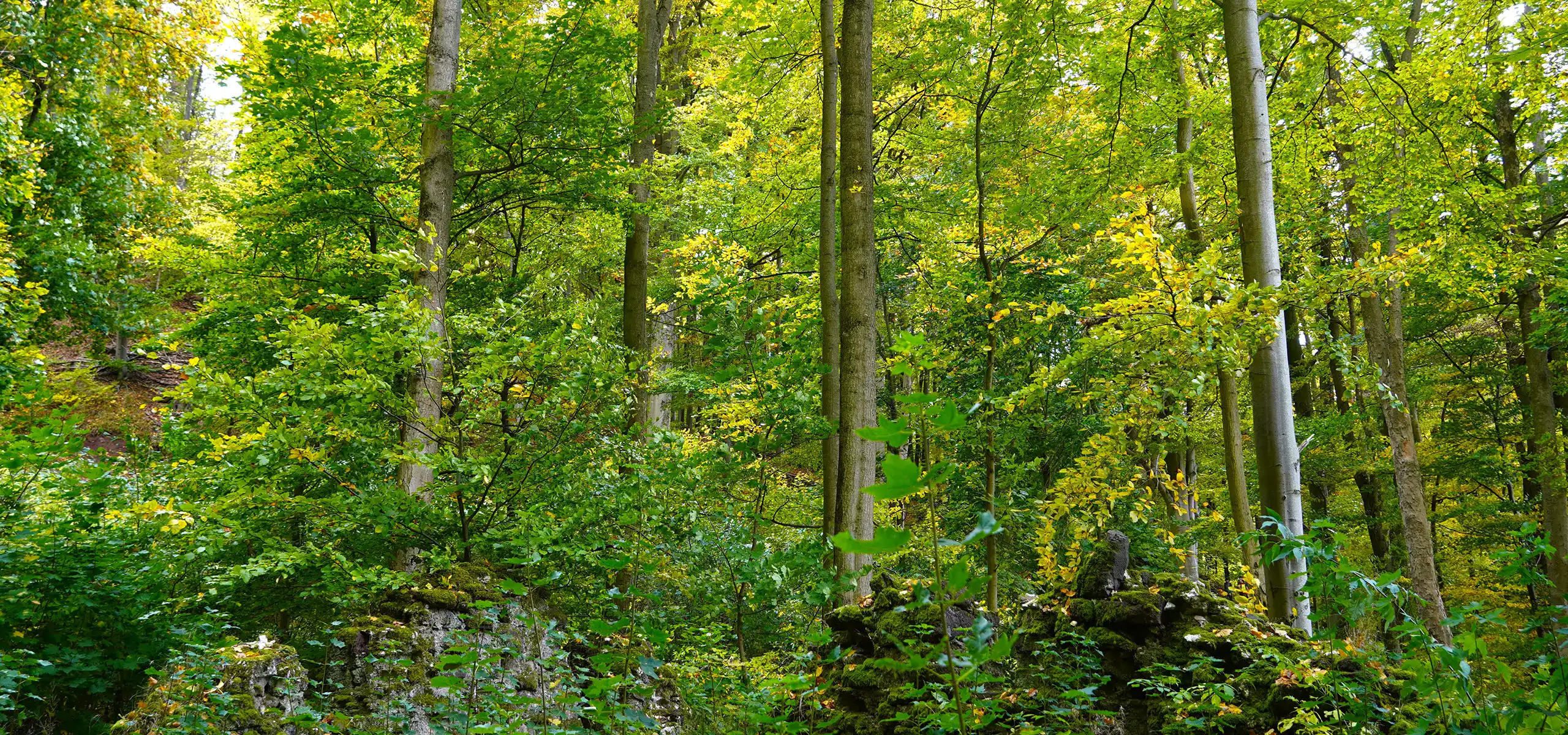 Unser Buchenmischwald im Naturpark Südpark