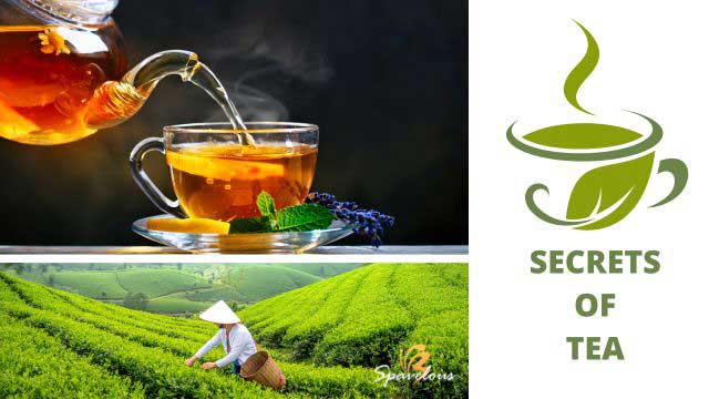 TEA AND YOUR HEALTH: A NATURAL PATH TO HOLISTIC WELL-BEING 3 secrets of tea