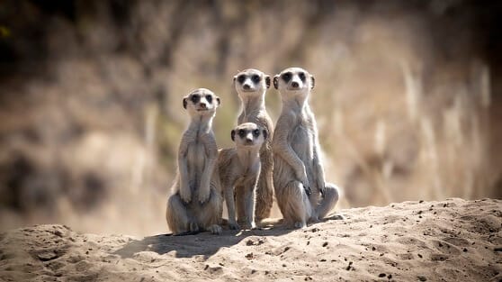 meerkat-volunteer-experience Volunteer with meerkats