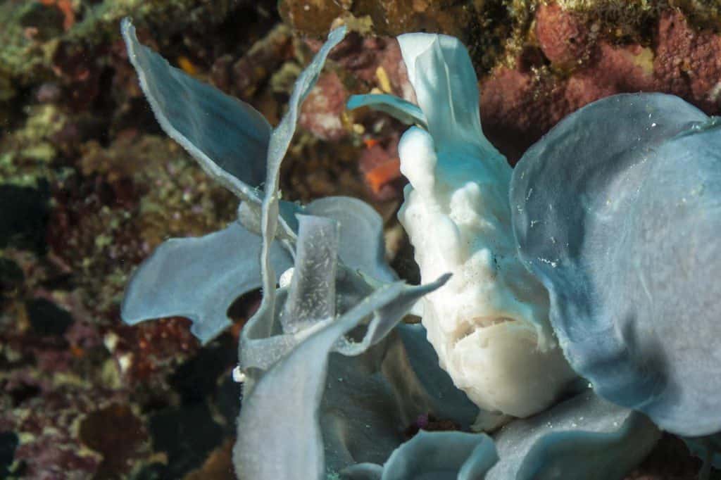 nurkowanie na filipinach