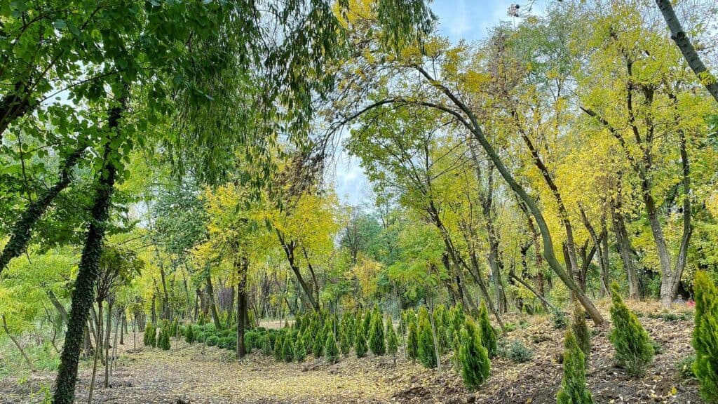 parcul sticlariei sector 2 Bucuresti arbusti