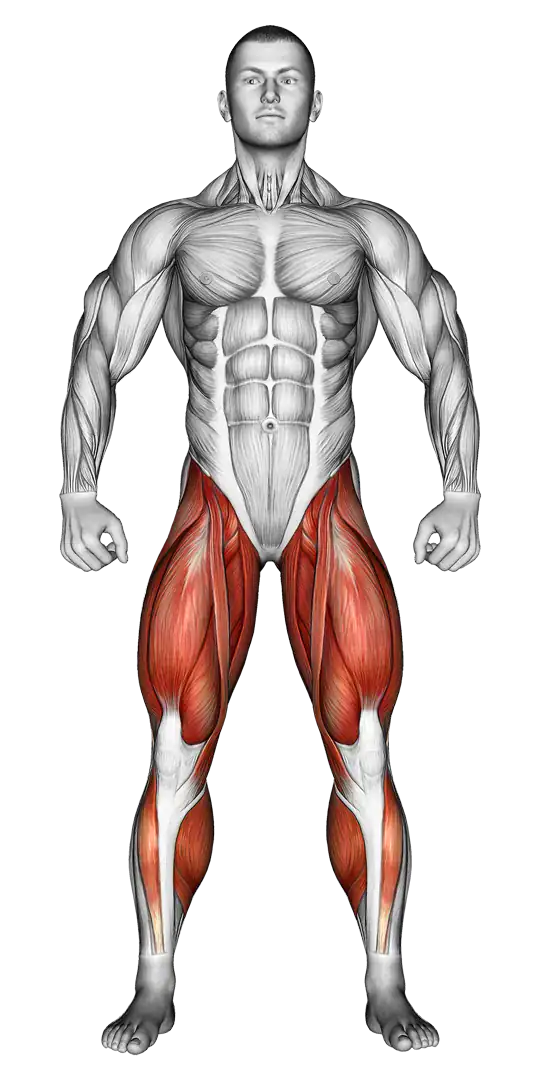 Anatomie Beine Muskelgruppen passende Übungen