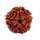 5 Mukhi Rudraksha