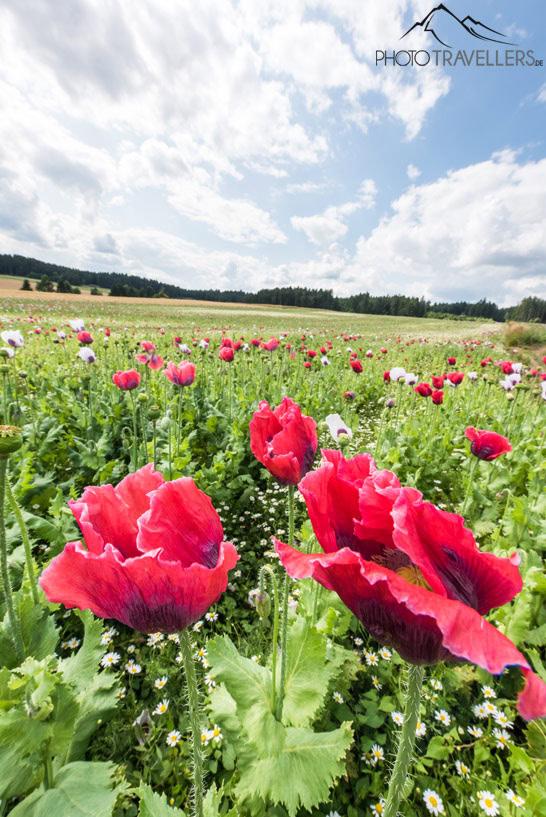 Ein blühendes Mohnfeld im Waldviertel