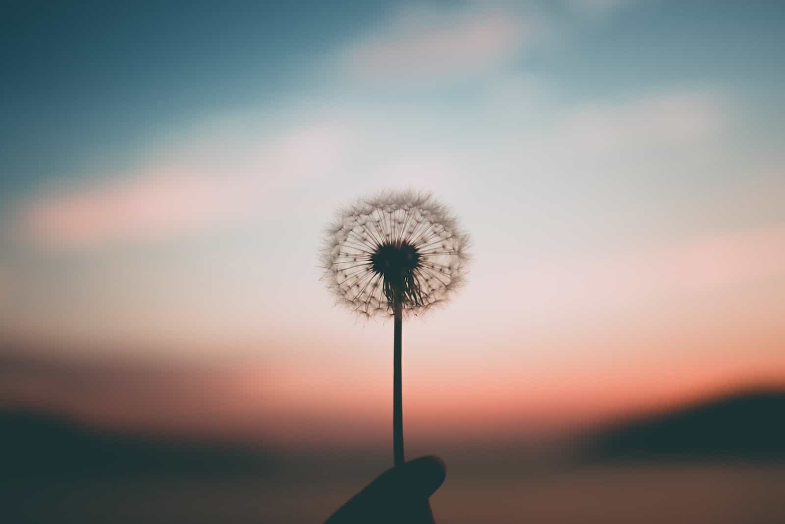 El libro del mindfulness