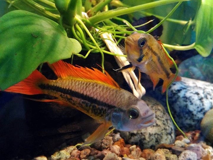 1 Paar Kakaduzwergbuntbarsch orange Apistogramma cacatuoides