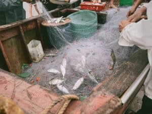 外籍移工|112 年外僑綜所稅申報 國稅局近期查核  境內來源所得需儘速補辦 避免補稅處分 捕魚作業中的漁民在船上捕撈魚群,展示海上漁業的實際操作與捕撈技術。.