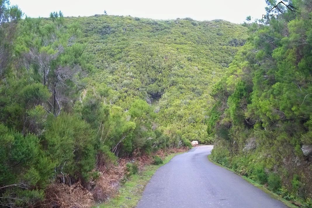 Die Asphaltstraße zum Forsthaus Casa do Rabaçal auf Madeira
