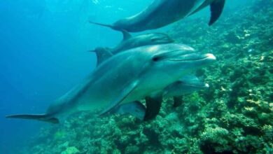 A pod of Bottlenose dolphins swim gracefully underwater near a vibrant coral reef. The dolphins, sleek and gray, glide through the clear, blue ocean, a testament to the beauty of marine life. This image highlights the importance of dolphin welfare and the need for protection, especially in light of the recent dolphin ban.