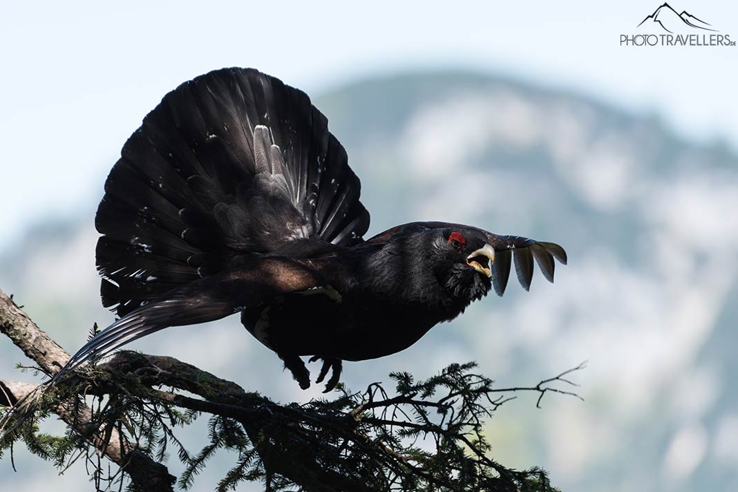 Ein Auerhahn im Flug