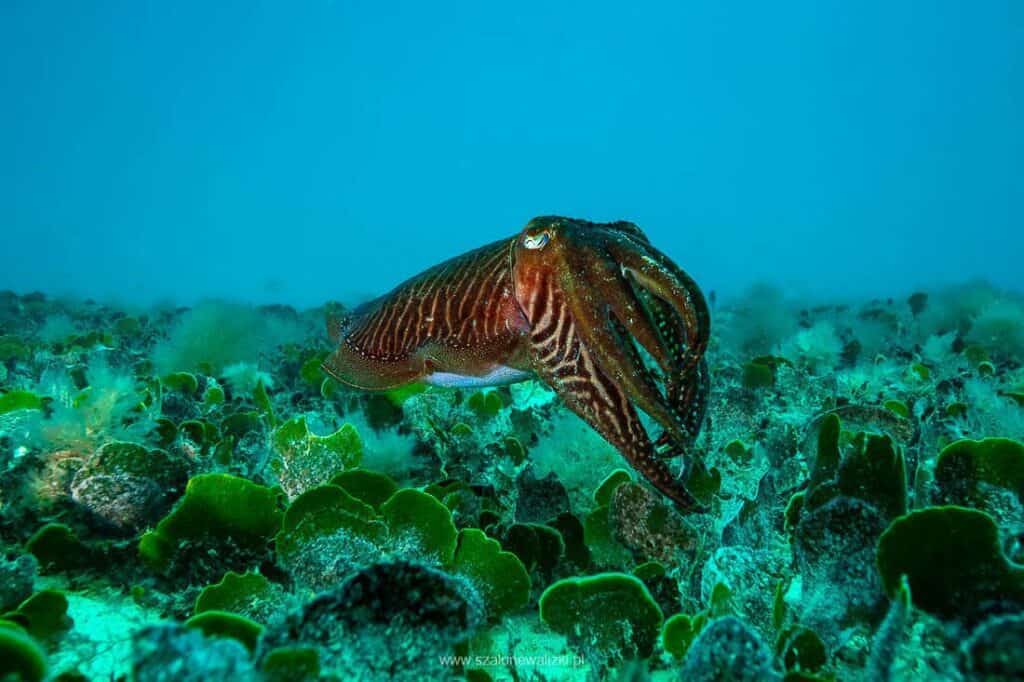 nurkowanie na cabo verde