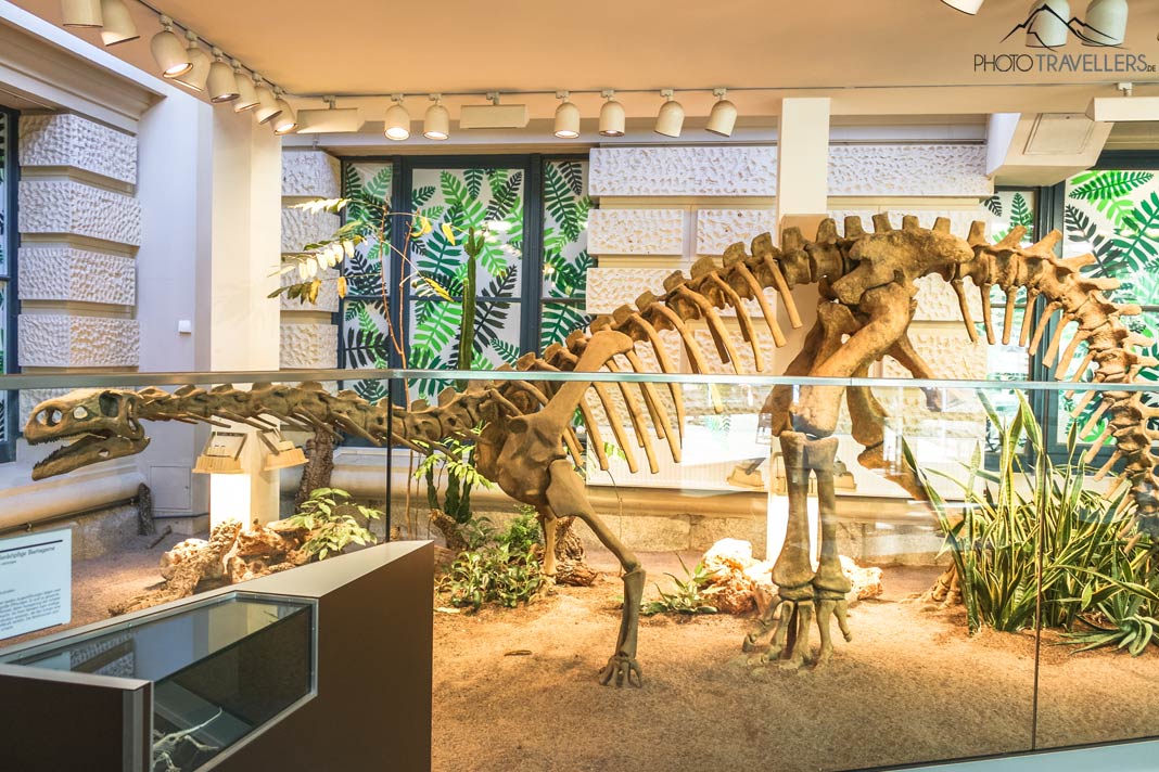 Ein Dinosaurier-Skelett in den Naturwelten im Landesmuseum in Hannover