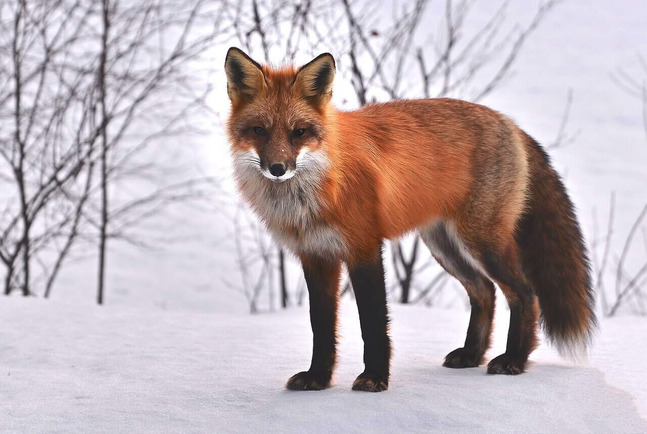 Fox-Spirit-Animal-Meaning | Πολυτελής αστρολογία Σημασία για το Fox Spirit Animal