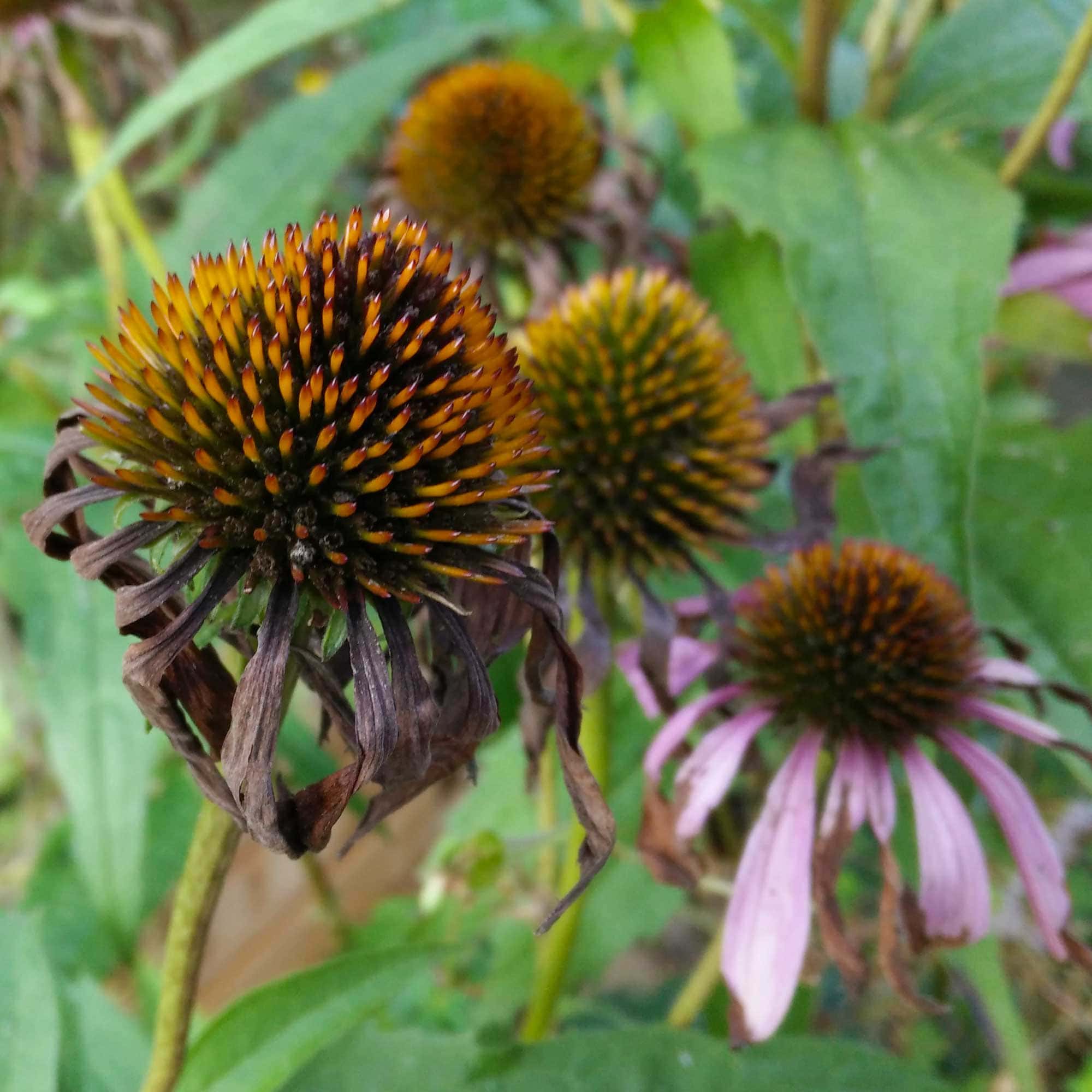 verblühte echinacea ist auch sehr schön