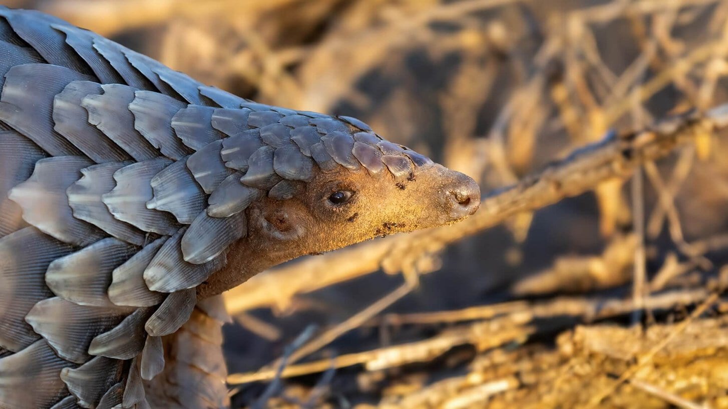 10 Amazing Pangolin Facts | Working with Wildlife