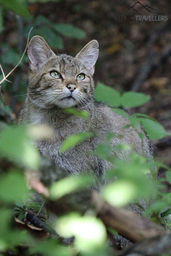 Die Wildkatze Frieda zwischen Blättern im Nationalpark Thayatal