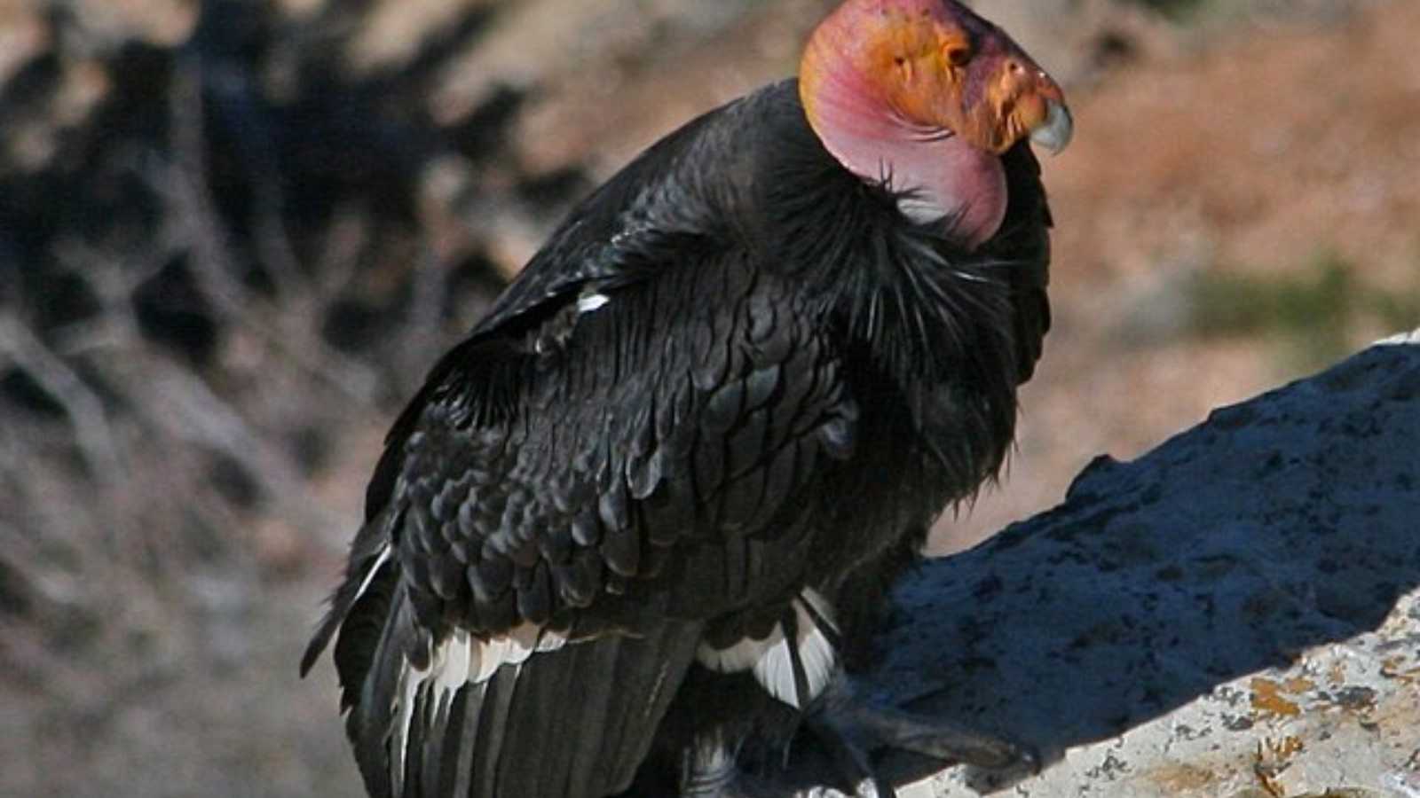 The Largest Flying Birds on Earth