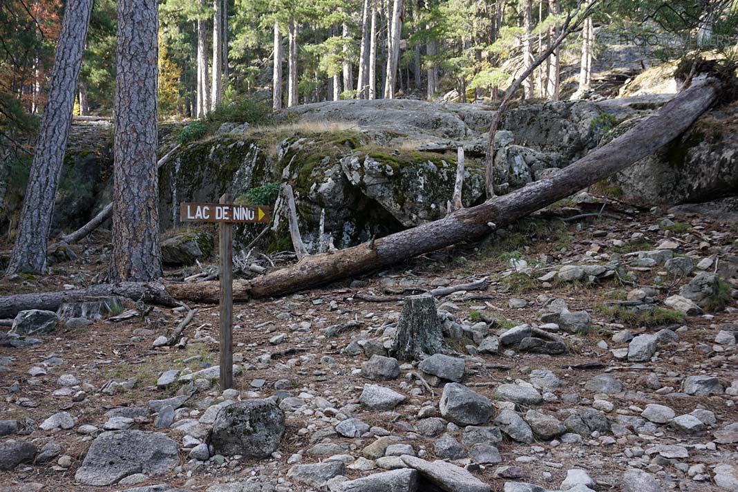 Ein Wegweiser im Wald zum Ninosee