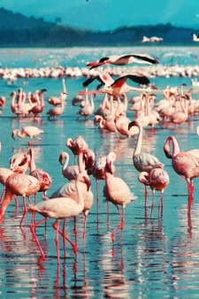 Kenya, one of the top destinations in Africa