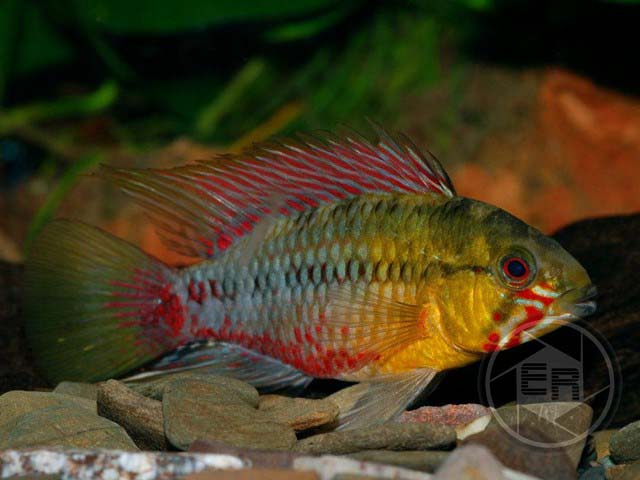 Rotstrich-Zwergbuntbarsch Apistogramma hongsloi
