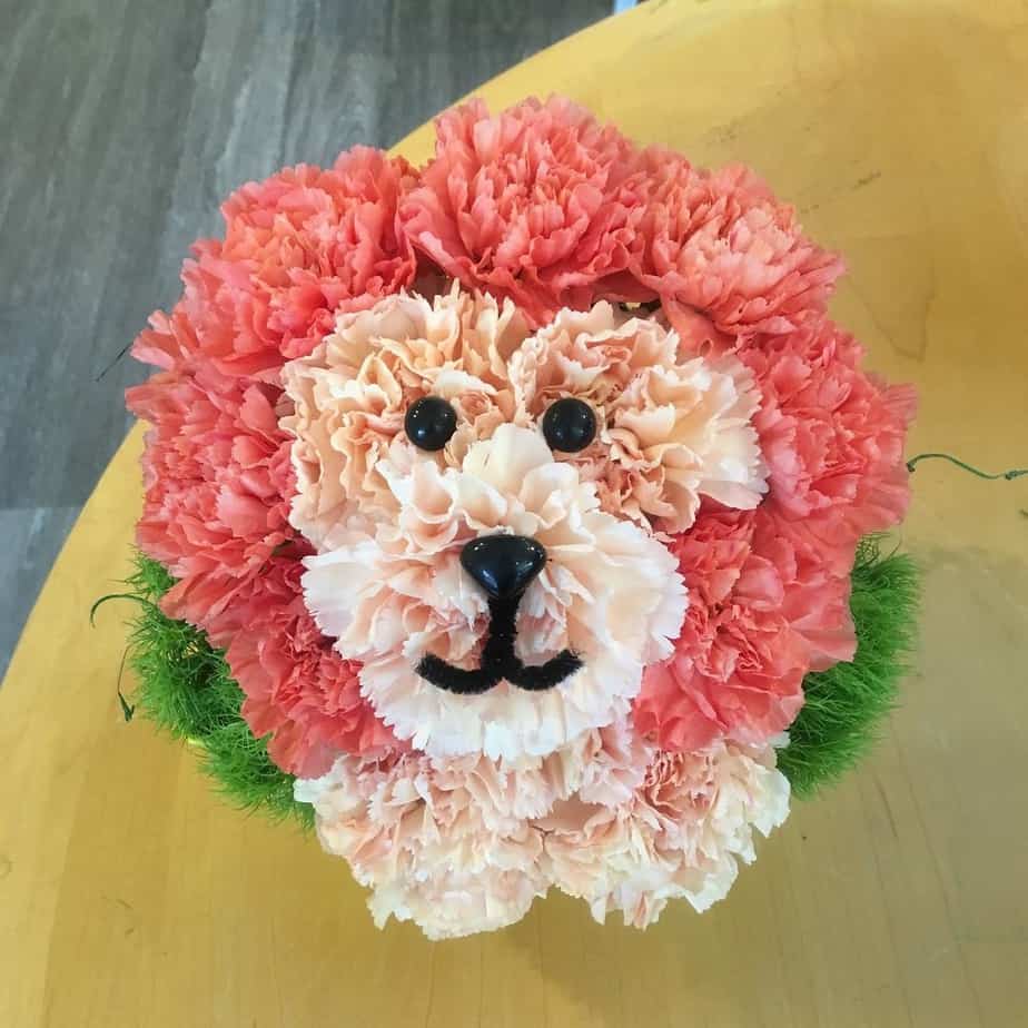 Carnation Lion